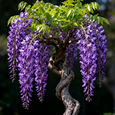 紫藤花树苗爬藤植物庭院攀援花卉