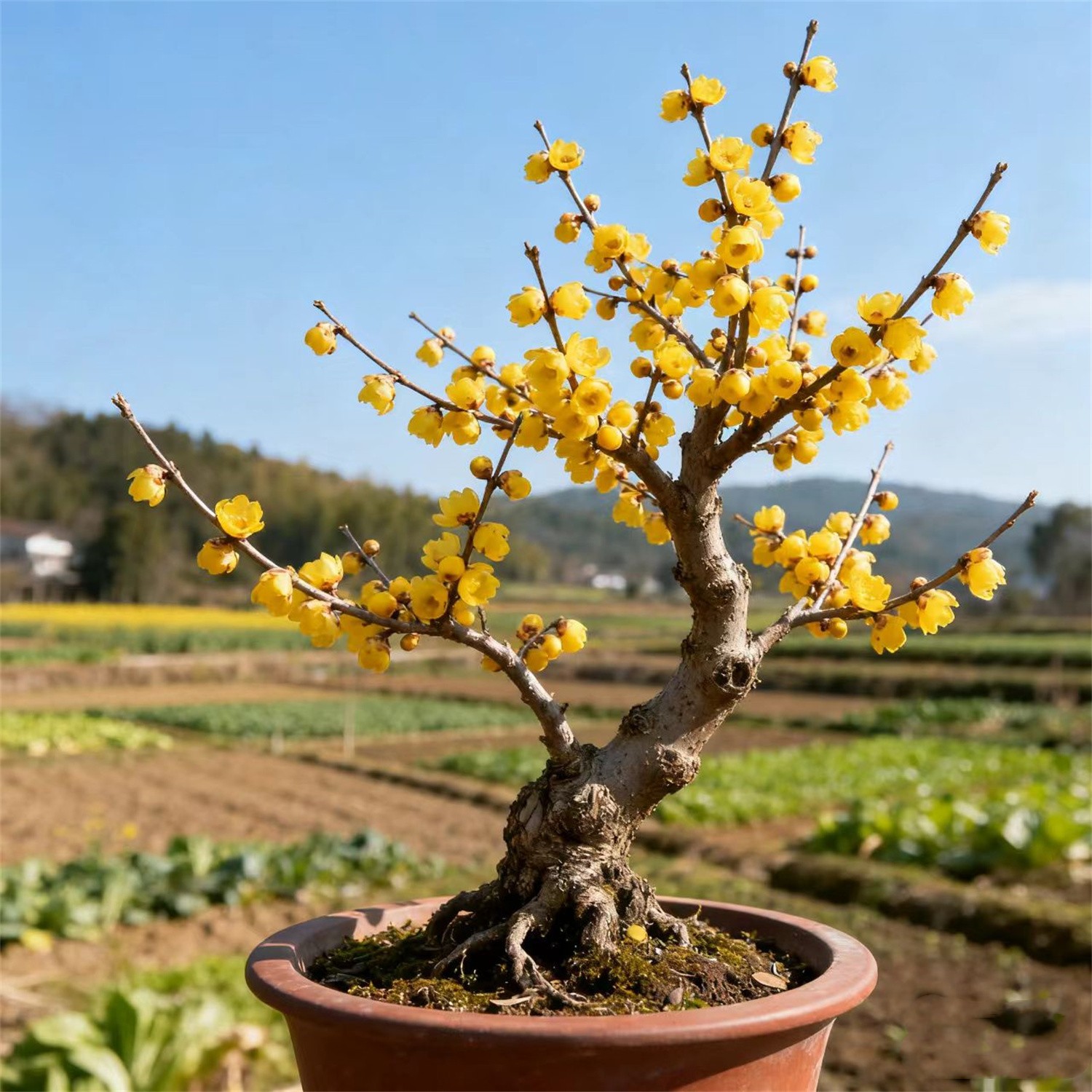 原生蜡梅花盆栽丛生树苗嫁接浓香
