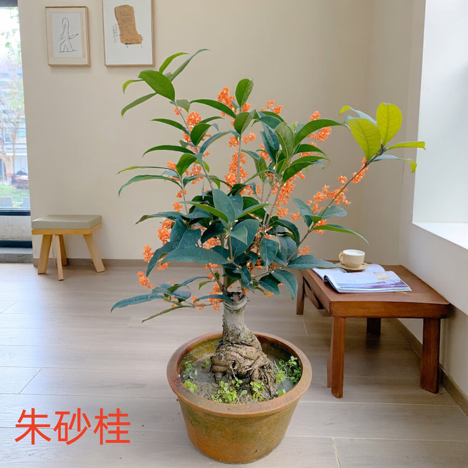 流苏嫁接天香台阁佛顶珠砂桂日香桂沉香丹桂状元红四季桂花苗盆栽