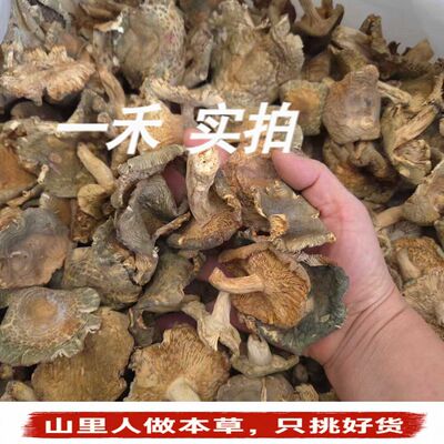 云南野生青头菌干250g绿豆菌蘑菇