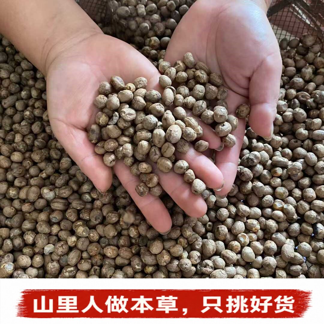 云南竹米】竹米竹子果实竹米凤凰米自然生长新米特产农家粗粮精选