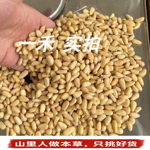 大颗粒原味手剥无添加松子仁500g