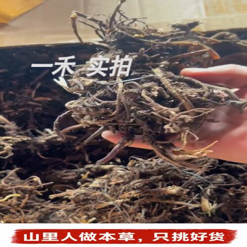 正宗川芎参龙须参炖煮打粉元气参