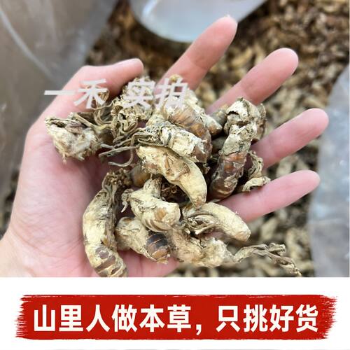 缅甸野生金蝉花无熏硫母蝉花