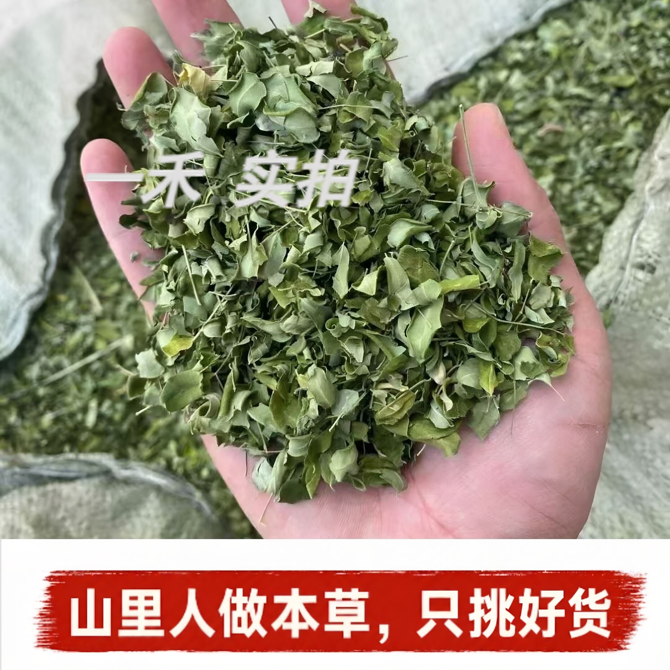 辣木叶】云南正品干辣木叶茶精选无梗辣木子仔泡水喝养生凉茶250g