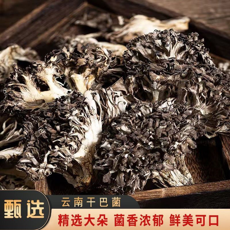 云南特产种植干巴菌灰树花干无泥香菇类