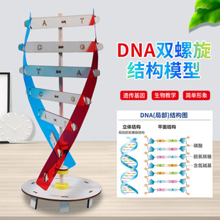 DNA双螺旋模型stem科学玩具科技小制作小发明diy实验器材科普教具