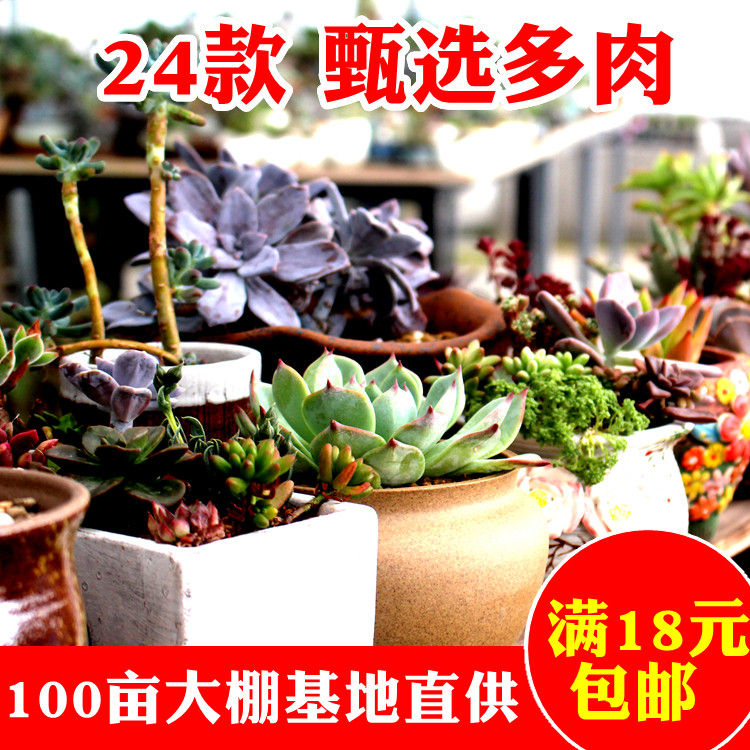 多肉植物花卉绿植盆栽四季花多肉组合蒂亚花月夜办公桌防辐射盆栽