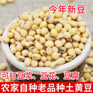 四川小黄豆农家自种子土黄豆发豆芽打豆浆做富顺豆花专用笨黄豆