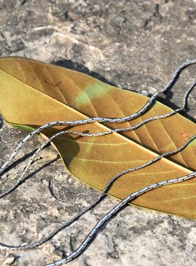 天堂制造泰国进口男女士复古哥特蟒纹圆形蛇骨链925纯银个性项链