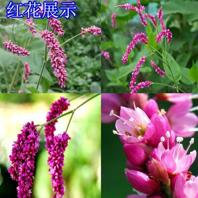 辣廖种子水红花种子水红花籽野生中药材灯盏细辛节节高青蒿子