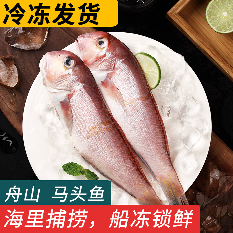 舟山马头鱼新鲜冷冻海捕马面鱼方头鱼斧头鱼甘雕宁波东海海鲜水产