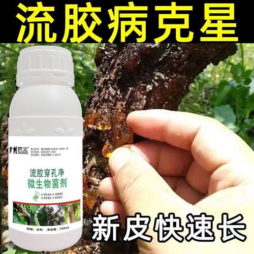 果树流胶专用花椒溃腐花椒枝干流胶腐烂病花椒树流胶病花椒树胶净