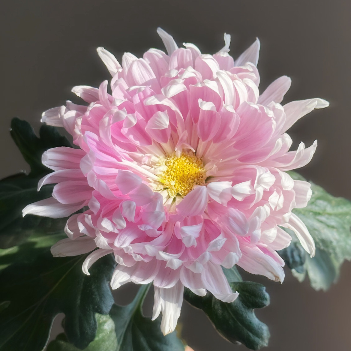 【扬芳吐蕊--中大花型】小苗带根带土九月大菊花苗花卉