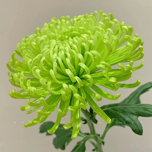 【绿安娜--纯绿】小苗带根带土九月大菊花苗花卉