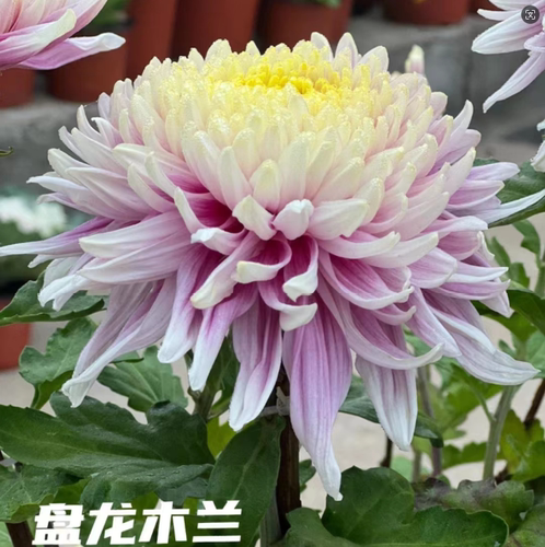 【盘龙木兰】稀有品种带花苞菊花苗九月大菊秋菊花卉盆栽今年开花