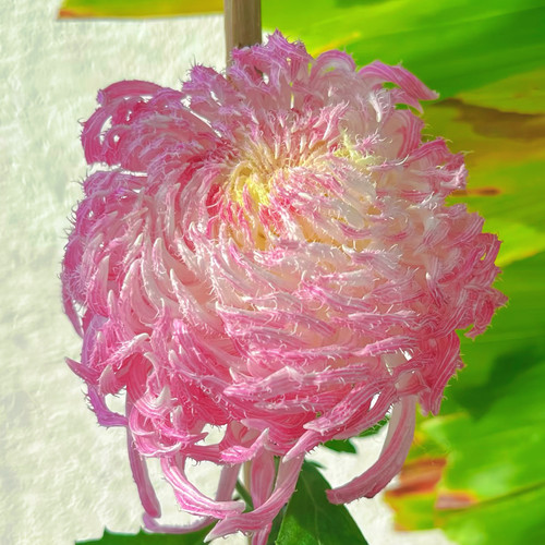【鹅毛粉黛--苗比较矮】小苗带根带土九月大菊花苗花卉