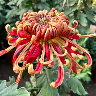 莽龙袍【带花苞】菊花盆栽大苗九月大菊秋菊花苗花卉今年开花