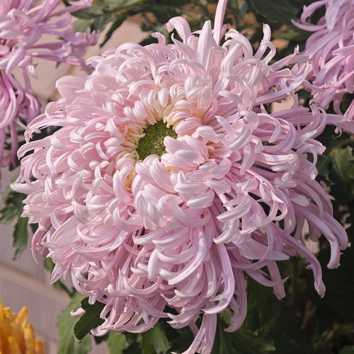 【盘龙献绿--大花线菊】小苗带根带土九月大菊花苗花卉