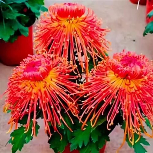 【金凤凰--无花苞】稀有品种菊花苗九月大菊秋菊花卉盆栽今年开