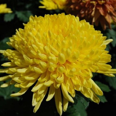 【皇冠】稀有品种带花苞菊花苗九月大菊秋菊花卉盆栽今年开花