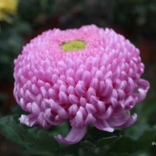 【洹水映月--大花】小苗带根带土九月大菊花苗花卉