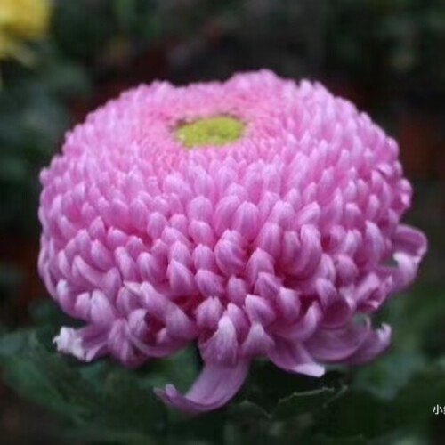 【洹水映月--大花】小苗带根带土九月大菊花苗花卉