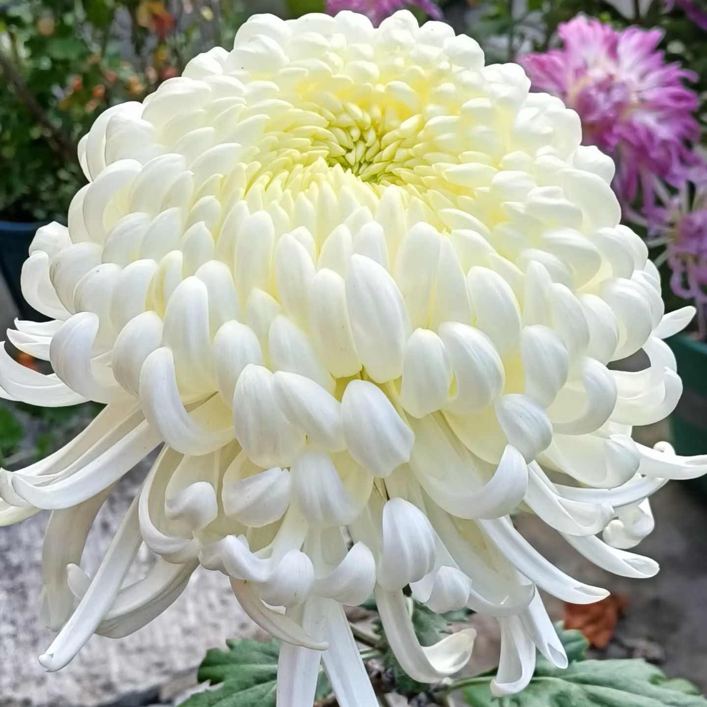 【国华万舞--大花型】小苗带根带土九月大菊花苗花卉