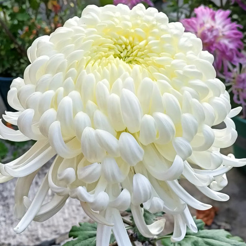 【国华万舞--大花型】小苗带根带土九月大菊花苗花卉