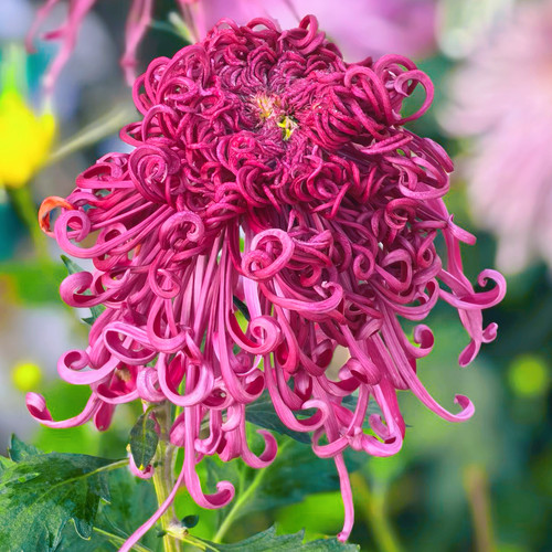 【醉锦】稀有品种带花苞菊花苗九月大菊秋菊花卉盆栽今年开花