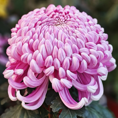 【国华红旗】稀有品种带花苞菊花苗九月大菊秋菊花卉盆栽今年开花