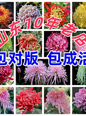 【稀有品种大菊花】菊花苗九月大菊秋菊花苗花卉植物盆栽今年开