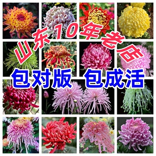 【稀有品种大菊花】菊花苗九月大菊秋菊花苗花卉植物盆栽今年开