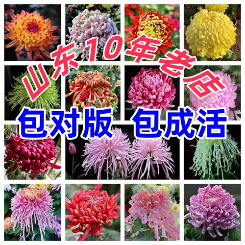 【稀有品种大菊花】菊花苗九月大菊秋菊花苗花卉植物盆栽今年开