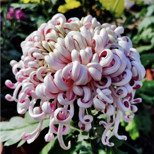 【紫龙卧雪--大花线菊】小苗带根带土九月大菊花苗花卉