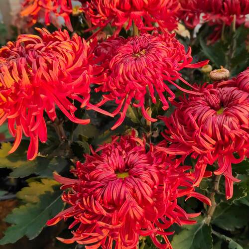 【盘龙圣火--大花】小苗带根带土九月大菊花苗花卉