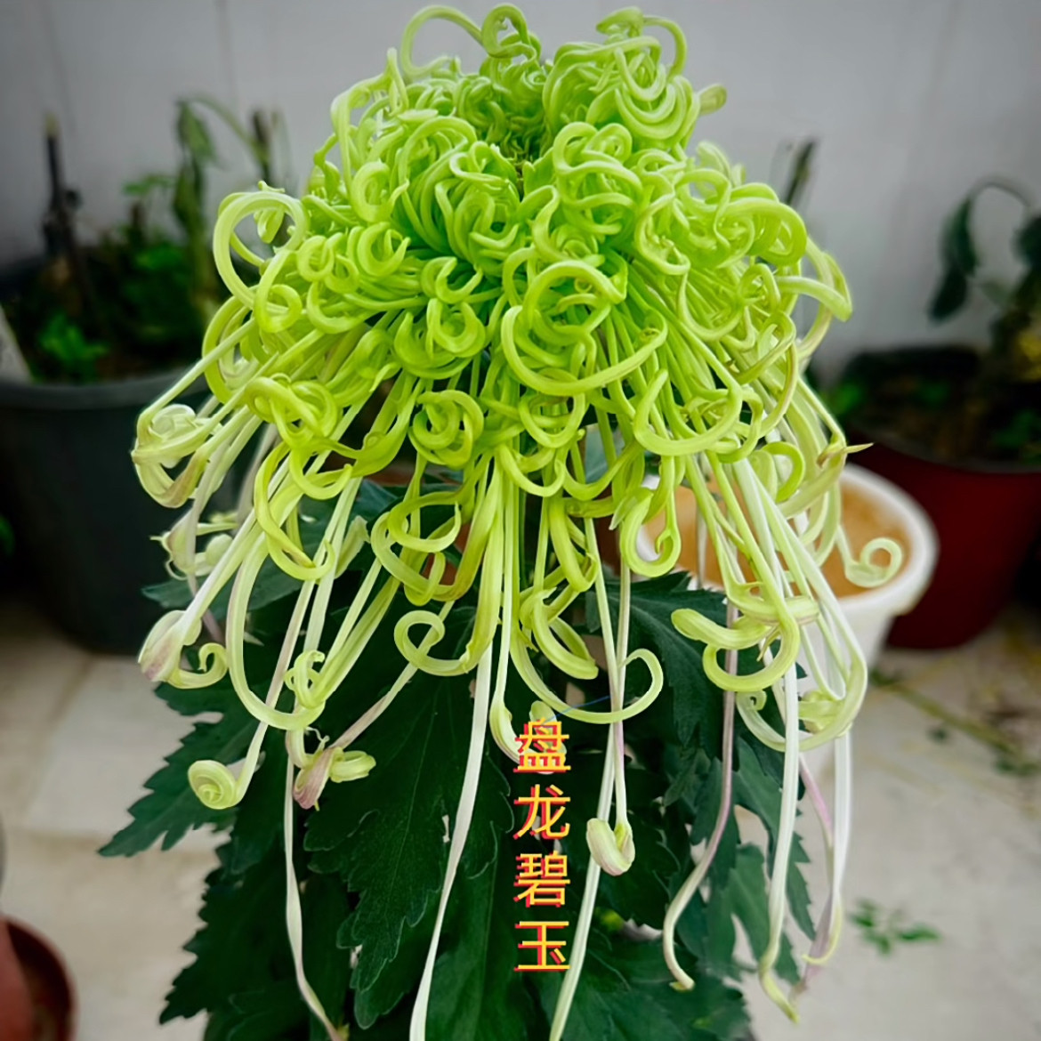 【盘龙碧玉--大花线菊】小苗带根带土九月大菊花苗花卉