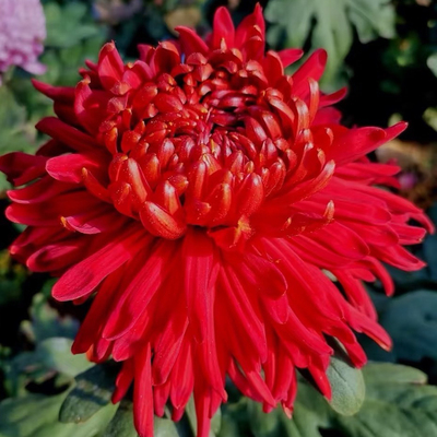 【官印】稀有品种带花苞菊花苗九月大菊秋菊花卉盆栽今年开花