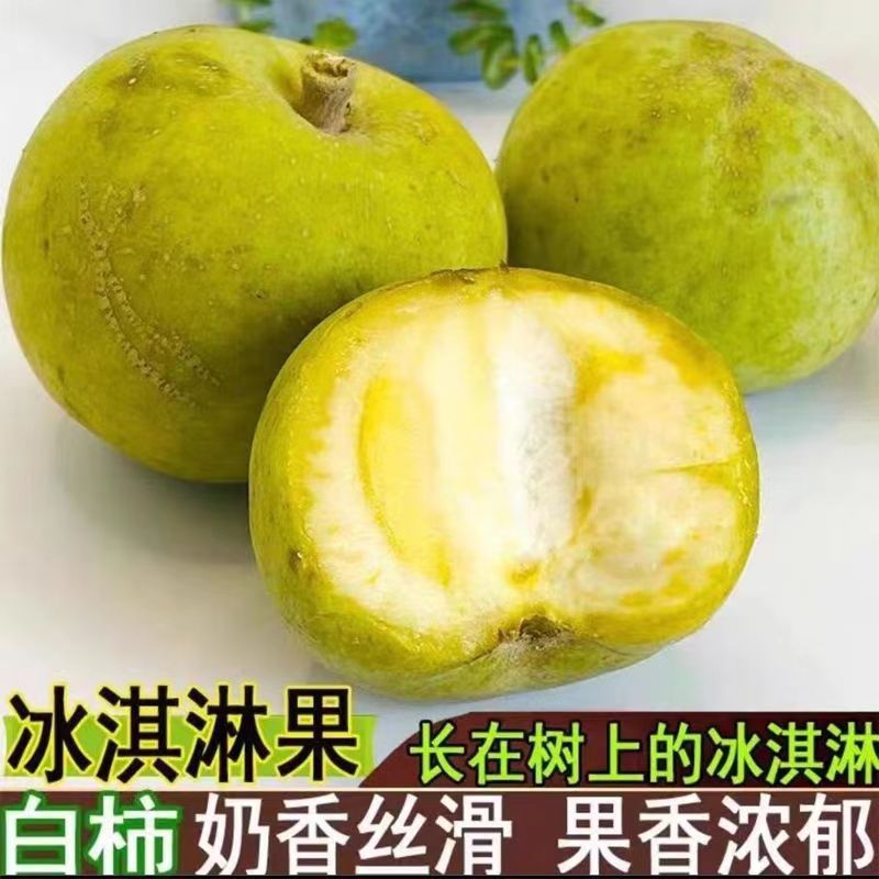 进口新品种巧克力状元红冰淇淋果苗白柿苗果树苗南方种植大果庭院