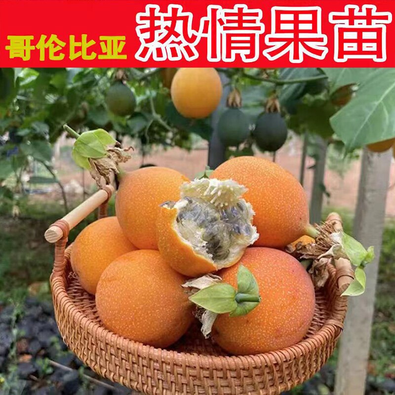 嫁接云南热情果苗一代苗哥伦比亚热苗纯甜不酸南方果树苗盆栽地栽