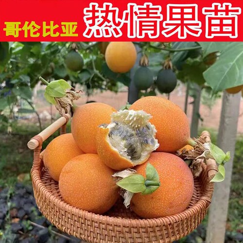 嫁接云南热情果苗一代苗哥伦比亚热苗纯甜不酸南方果树苗盆栽地栽