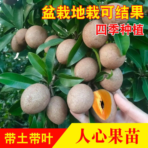 四季软枝人心果树苗 广西仁心果越南大果人心果树苗 庭院盆栽地栽