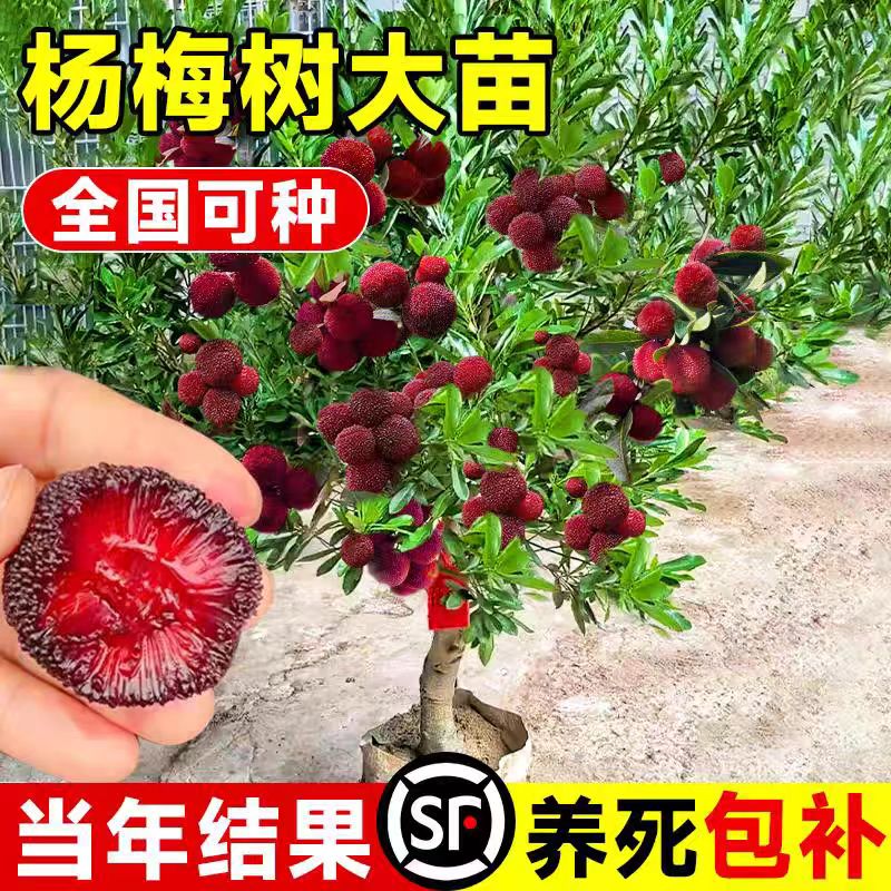 仙居嫁接东魁杨梅果树苗黑炭早熟迟熟适合南北方盆栽庭院种植
