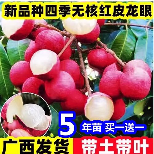 红皮无核新品龙眼嫁接苗四季龙眼桂圆苗石硖储良红皮龙眼当年结果