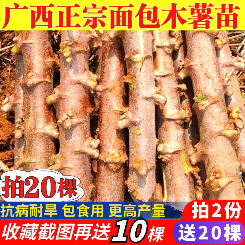 广西木薯苗黄心黄肉新鲜华南9号食用甜木薯种子易活高产木薯茎苗图片