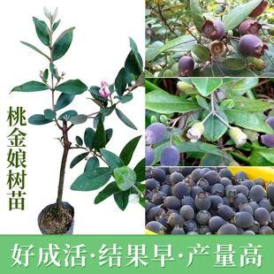 桃金娘大苗捻子树苗水果紫色稔子树苗庭院可盆栽地栽种植野稔子