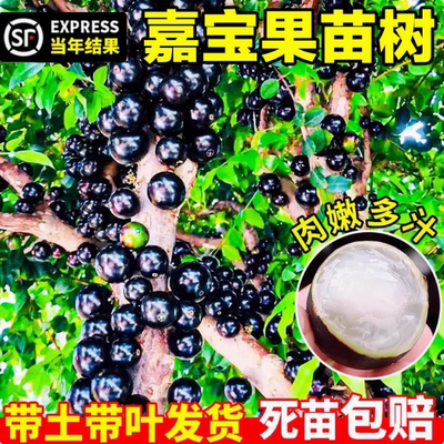 嘉宝果苗树艾斯卡沙巴