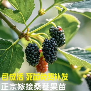 桑葚树苗南方北方种植四季盆栽食用桑树苗大叶超长黑桑水果白桑椹
