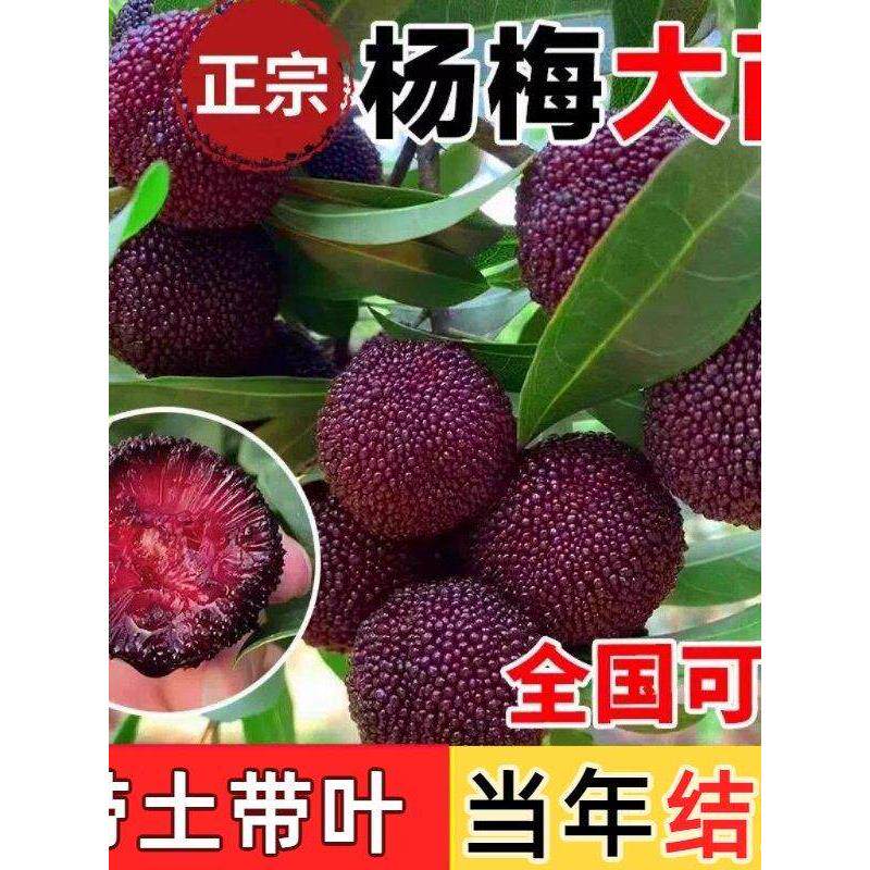 正宗东魁杨梅树苗黑炭杨梅树树苗早熟嫁接苗盆栽地栽当年结果特大