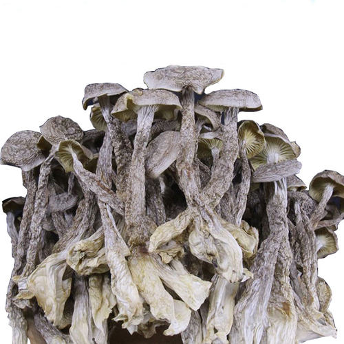 云南特产鹿茸菇250g珊瑚菌包邮